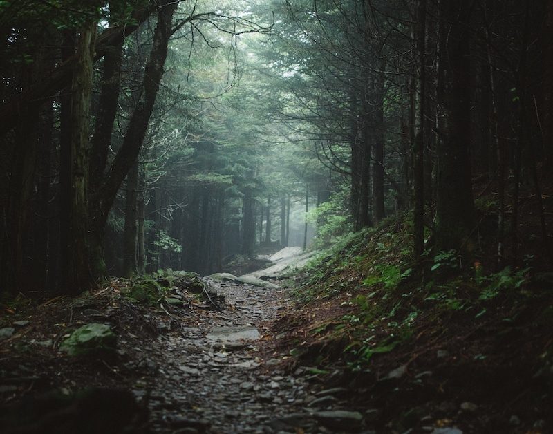 Forest Path | Spiral Path Counseling | Asheville, NC